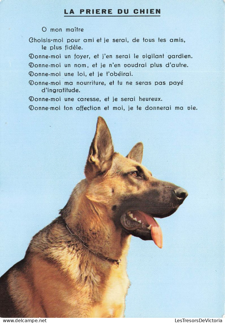 ANIMAUX & FAUNE - Chien - La Prière Du Chien - Carte Postale - Dogs