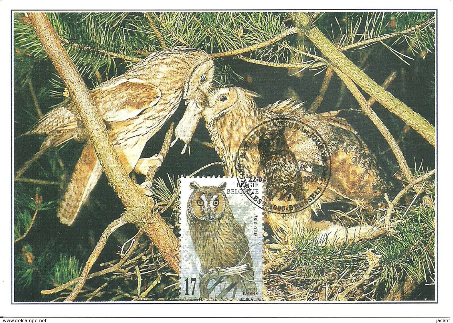 Carte Maximum - Oiseaux - Belgique - Bufo Pequeno Coruja - Hibou Moyen-duc - Long-eared Owl - Asio Otus - 1991-2000