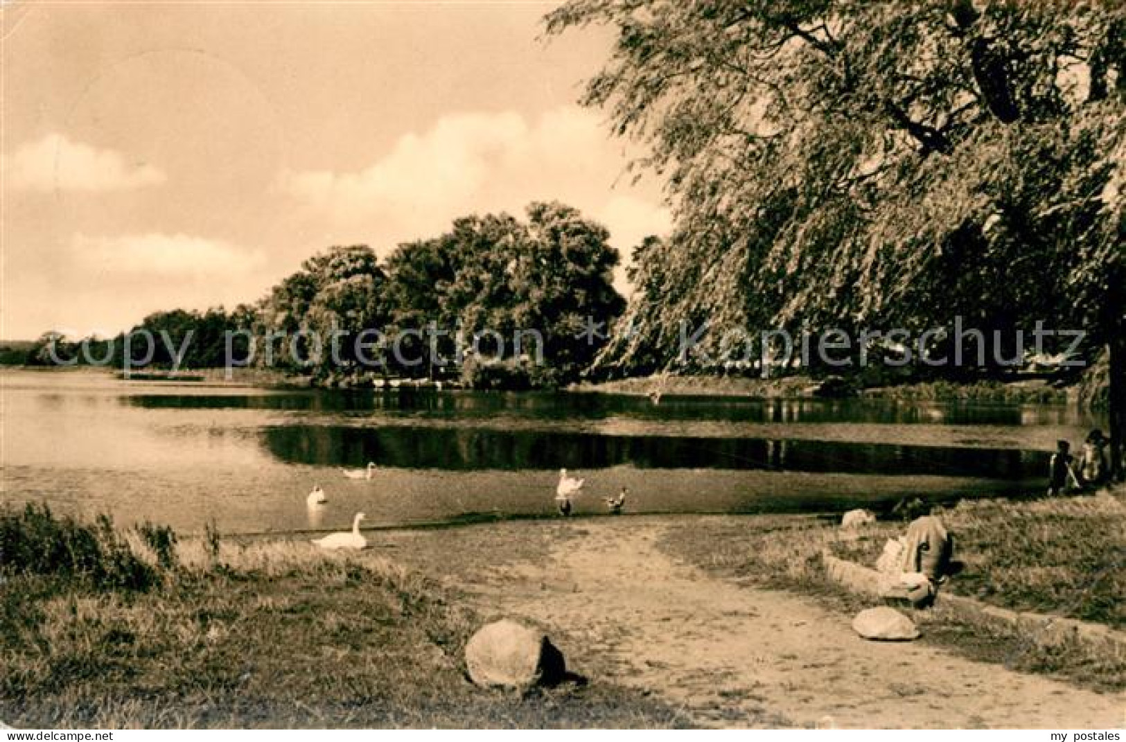 43052363 Grevesmuehlen Vielbeckersee Schwaene Grevesmuehlen - Grevesmuehlen