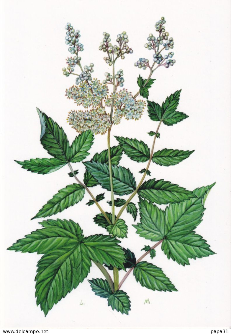 Reine Des Prés - Anti-inflammatoire,anti-infectieux - Medicinal Plants