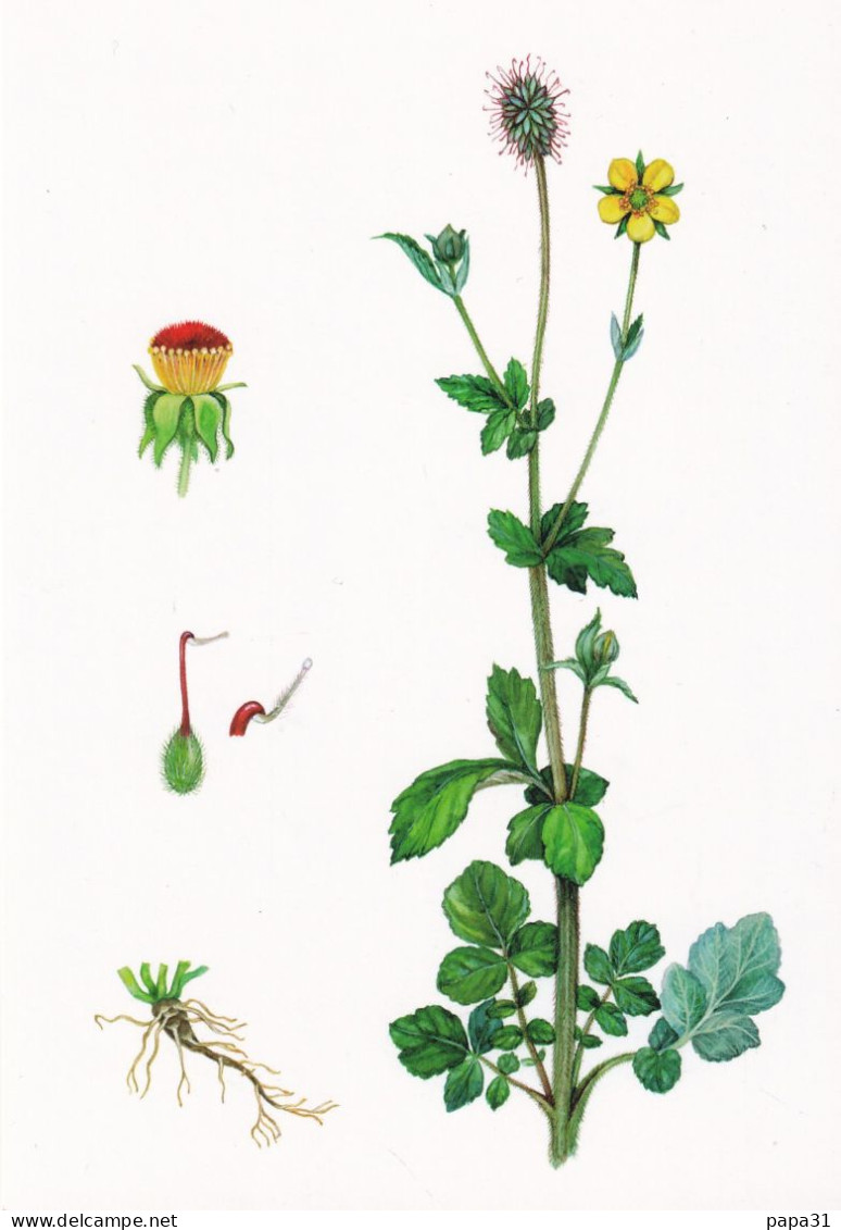 BENOÎTE - Astringente Et Cicatrisante - Geneeskrachtige Planten