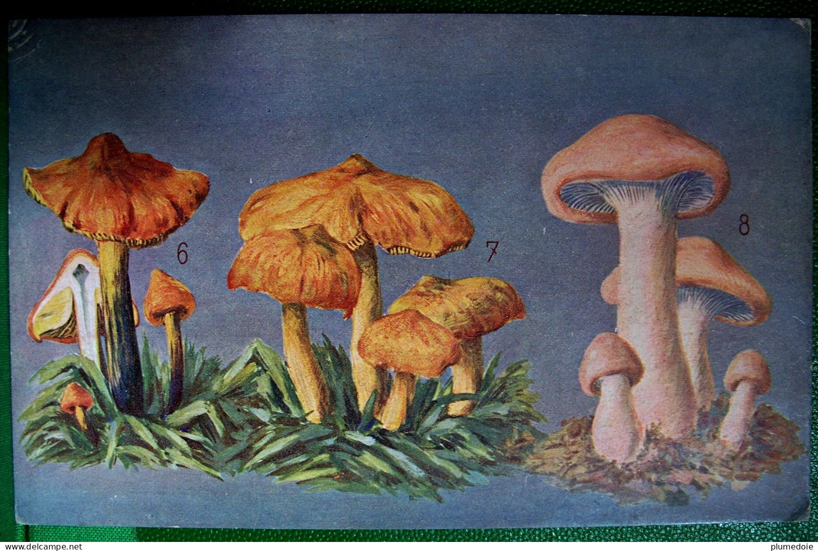 CPA  CHAMPIGNONS . CHAMPIGNON HYGROPHORUS CONICUS , PUDORINUS , CERACEUS, MYCOLOGIE  MUSHROOM OLD  PC - Champignons