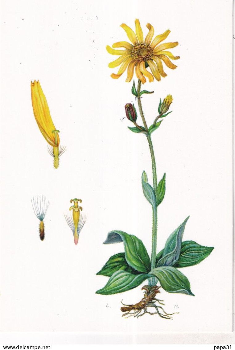 ARNICA , Anti-inflamatoire,toxique En Usage Interne - Geneeskrachtige Planten