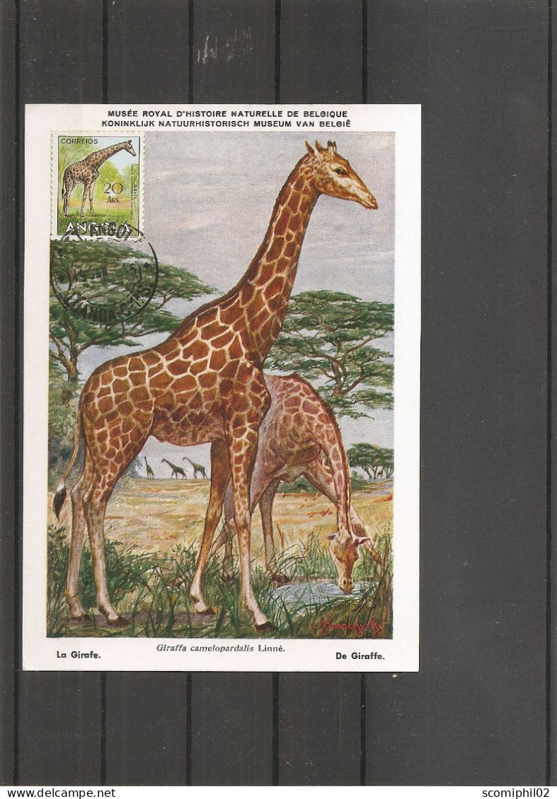 Girafes ( CM De L'Angola De 1954 à Voir) - Giraffen