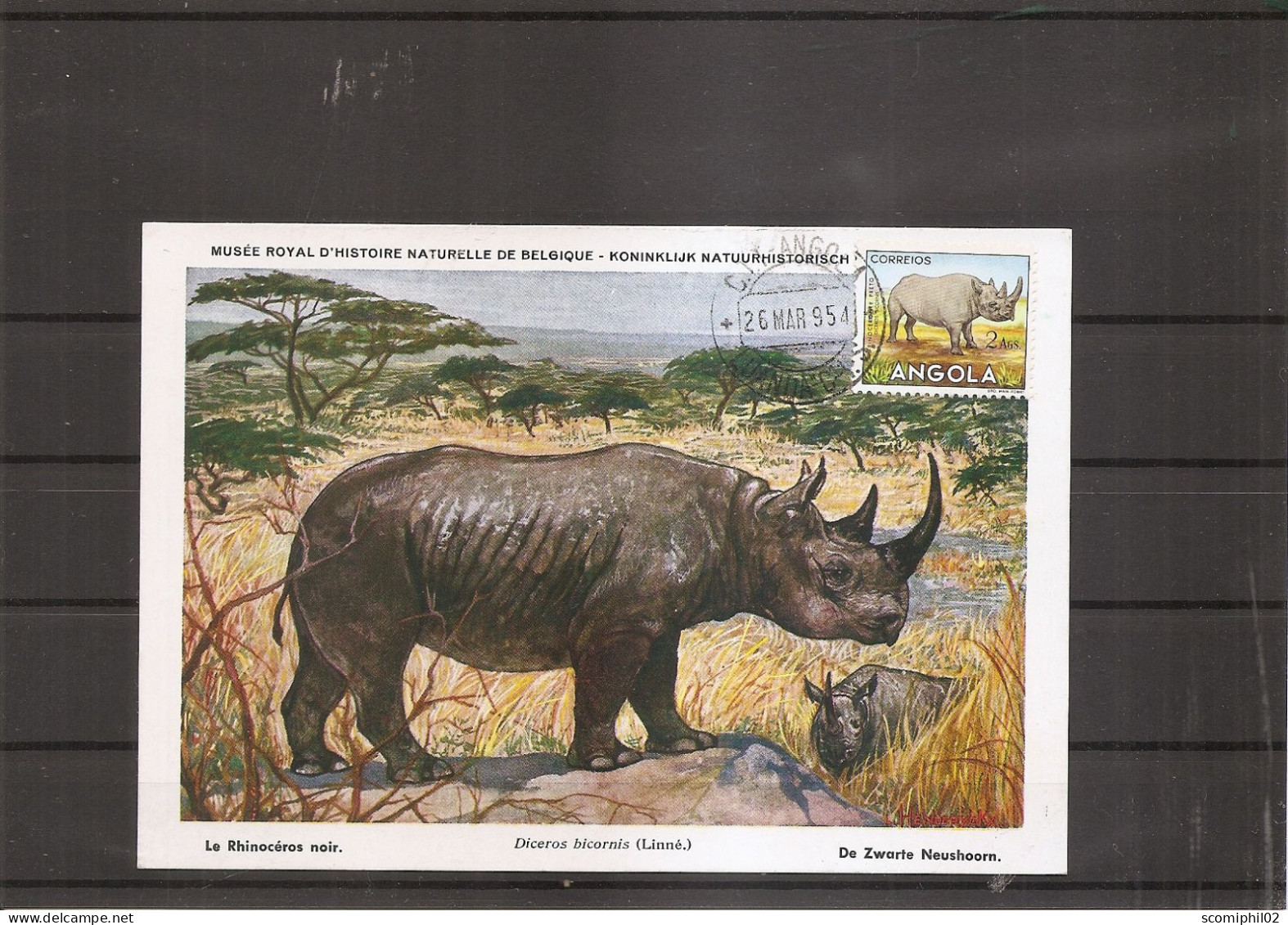 Rhinocéros ( CM De L'Angola De 1954 à Voir) - Rinocerontes