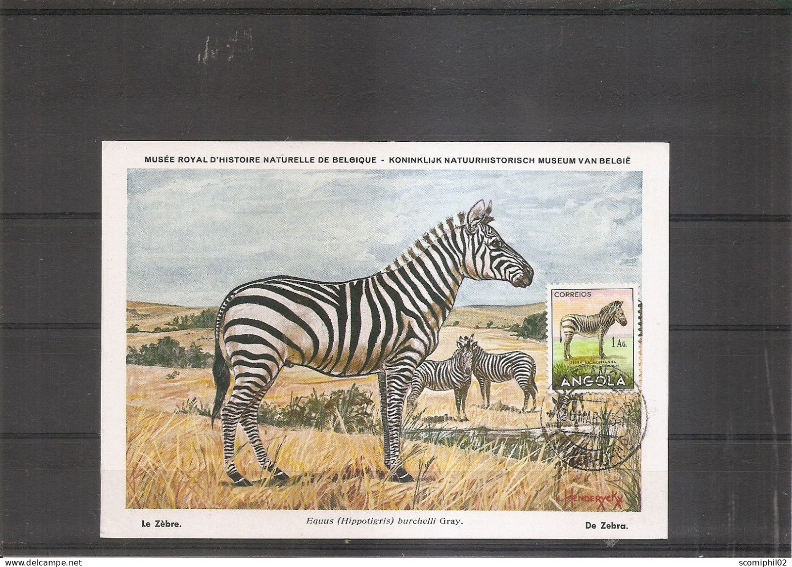 Mammifères - Zebres ( CM De L'Angola De 1954 à Voir) - Rinocerontes