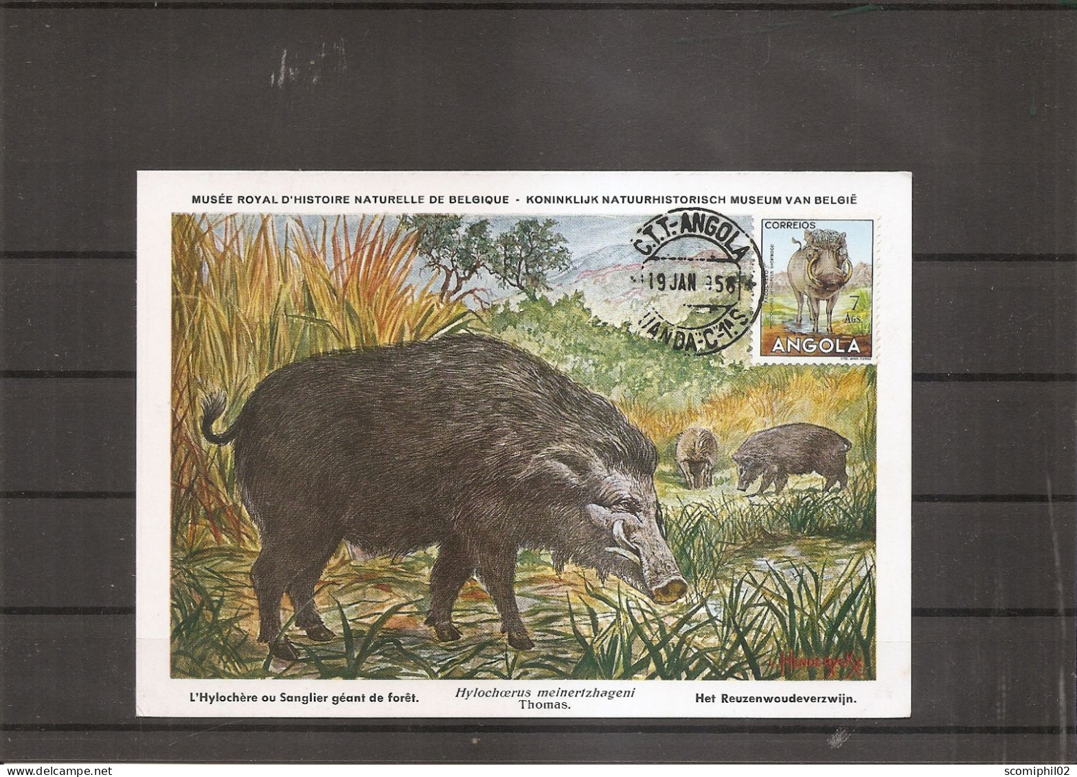 Mammifères - Sanglier Géant ( CM De L'Angola De 1954 à Voir) - Rhinozerosse
