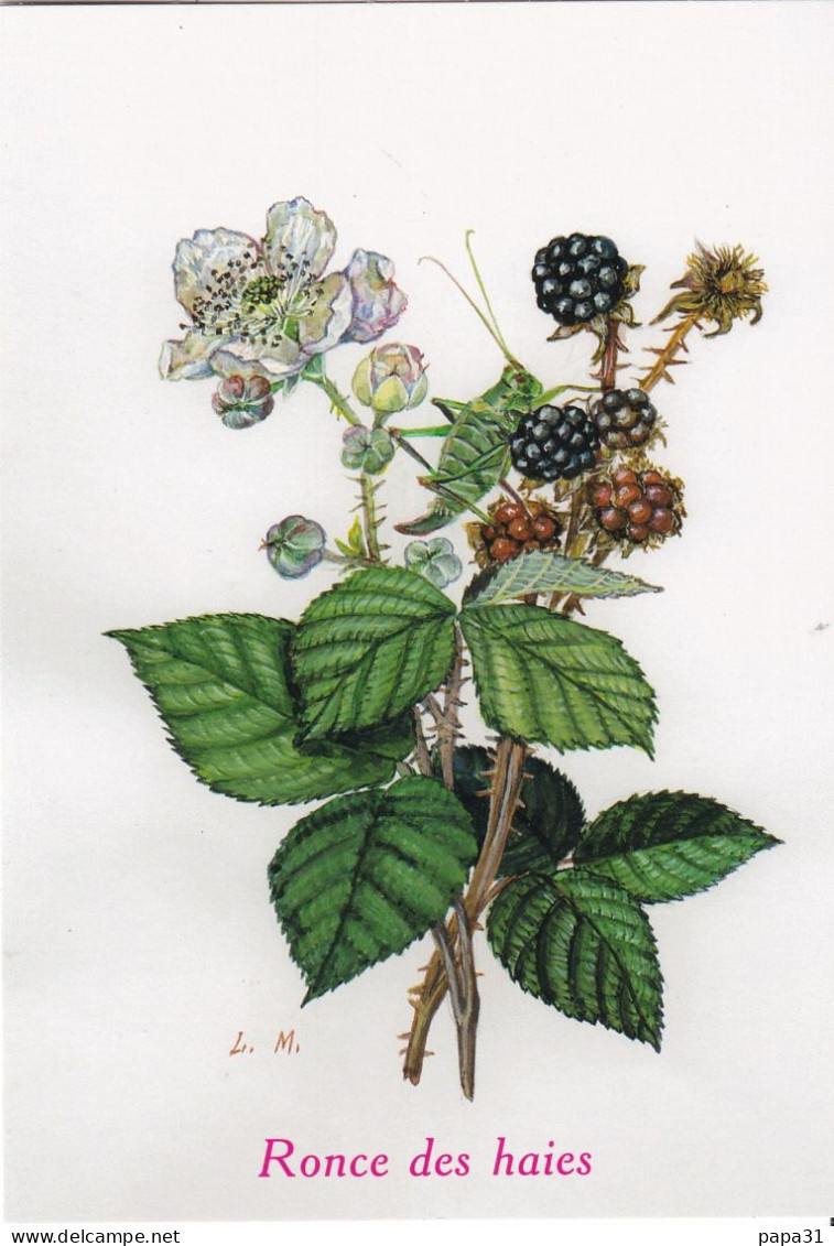 Ronce Des Haies  - Illustration Elena Coffe - Medicinal Plants