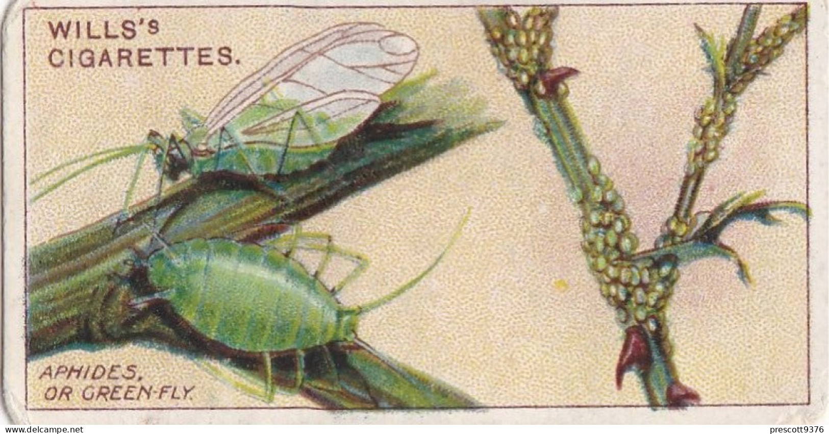 Garden Life 1914 - 13 Aphids Or Greenflies   - Wills Cigarette Card - - Wills