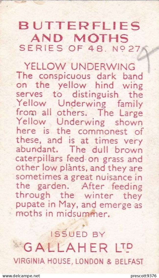 Butterflies & Moths 1938 - Gallaher Cigarette Card - 27 Yellow Underwing - Gallaher