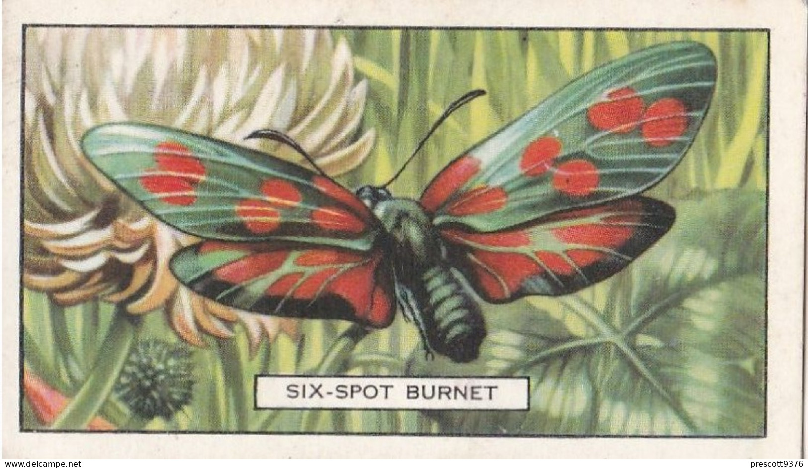 Butterflies & Moths 1938 - Gallaher Cigarette Card - 35 Six Spot Burnett - Gallaher