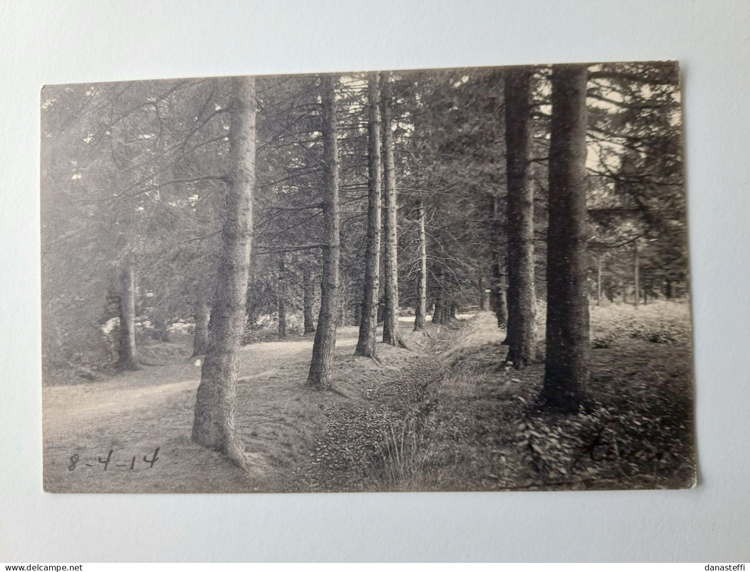 BOURG-LEOPOLD  ALLEE DANS LE PARC ROYAL - Leopoldsburg