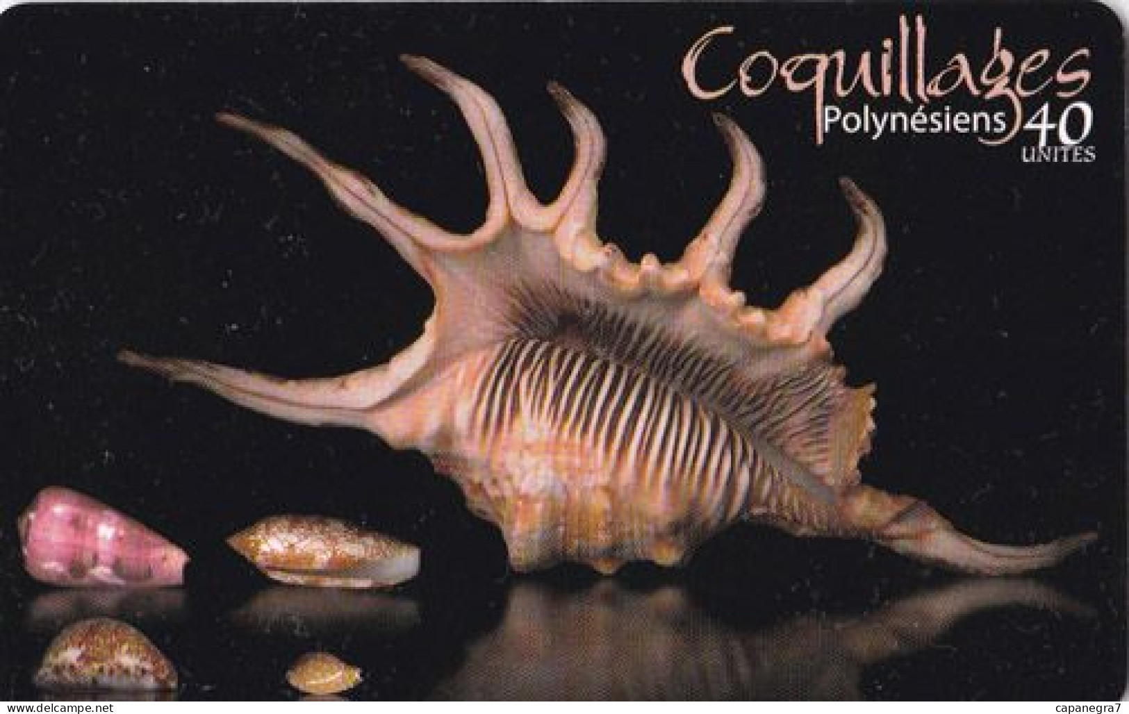 Coquillages Polynésiens, FP159,  French Polynesia - French Polynesia