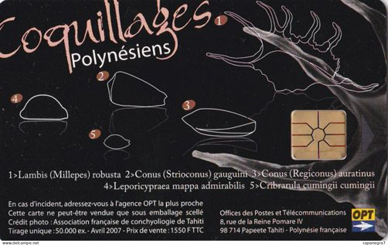 Coquillages Polynésiens, FP159,  French Polynesia - Polynésie Française