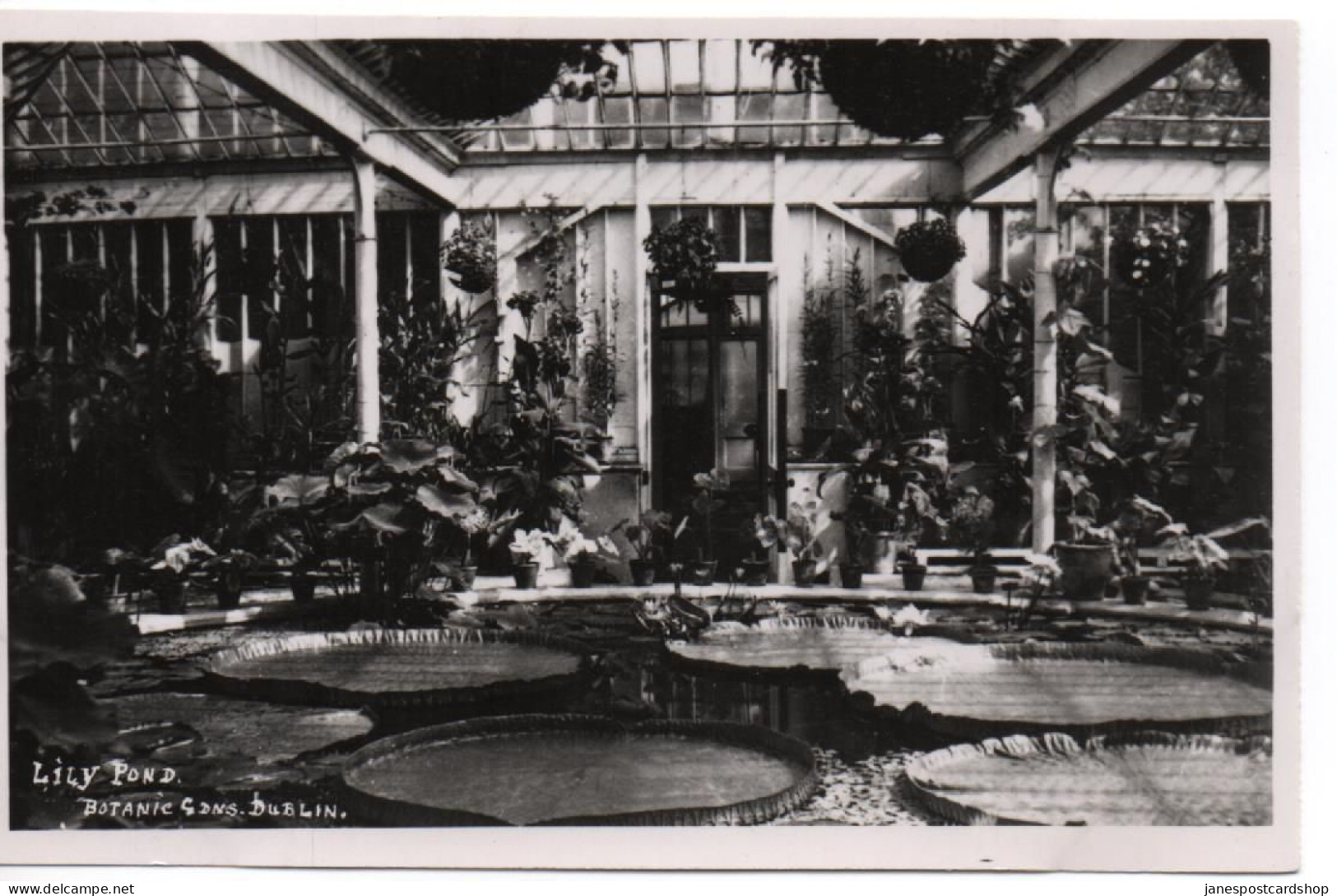 REAL PHOTOGRAPHIC POSTCARD - LILY POND - BOTANIC GARDENS - DUBLIN - COUNTY DUBLIN - Dublin