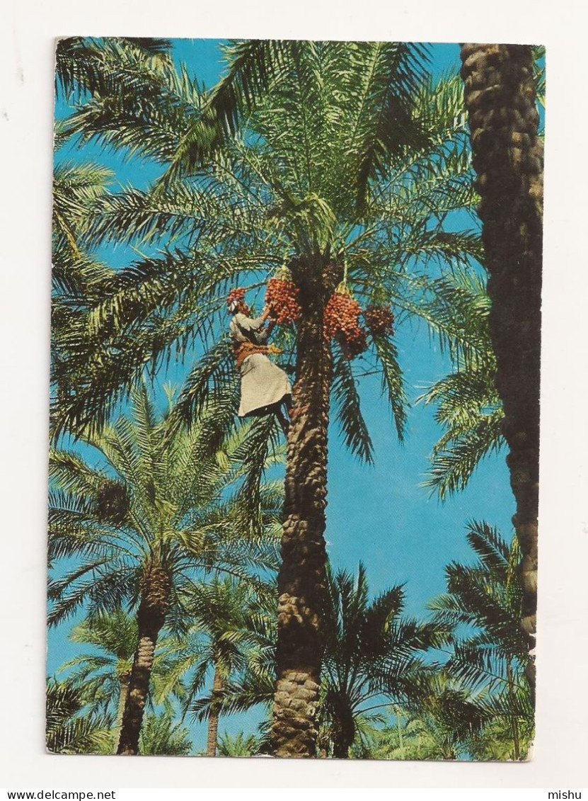 FA23 - Postcard - IRAQ - Farmer Plucking Dates, Circulated 1973 - Iraq