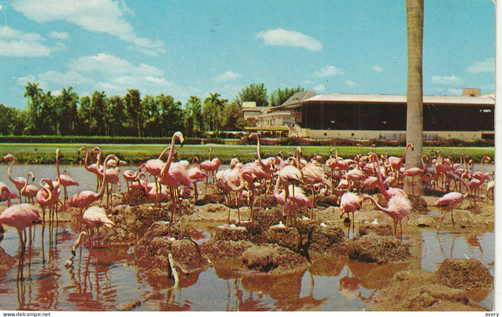 Flamingoes And Clubhouse, Hialeah Race Course, Miami, Florida - Miami