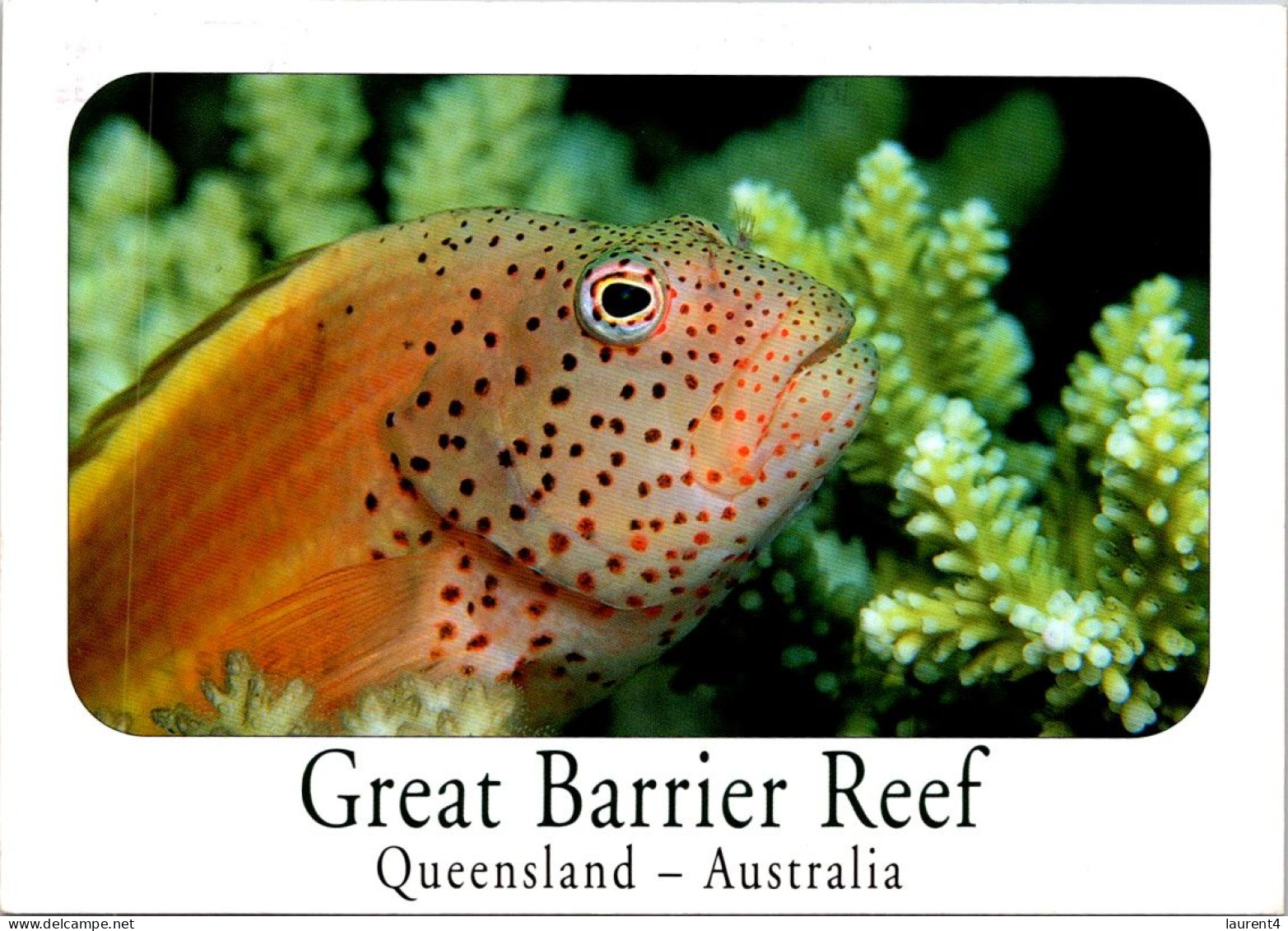 10-12-2023 (1 W 46) Australia - QLD - Great Barrier Reef Fish  (posted With Olympic Stamp 1999) - Great Barrier Reef