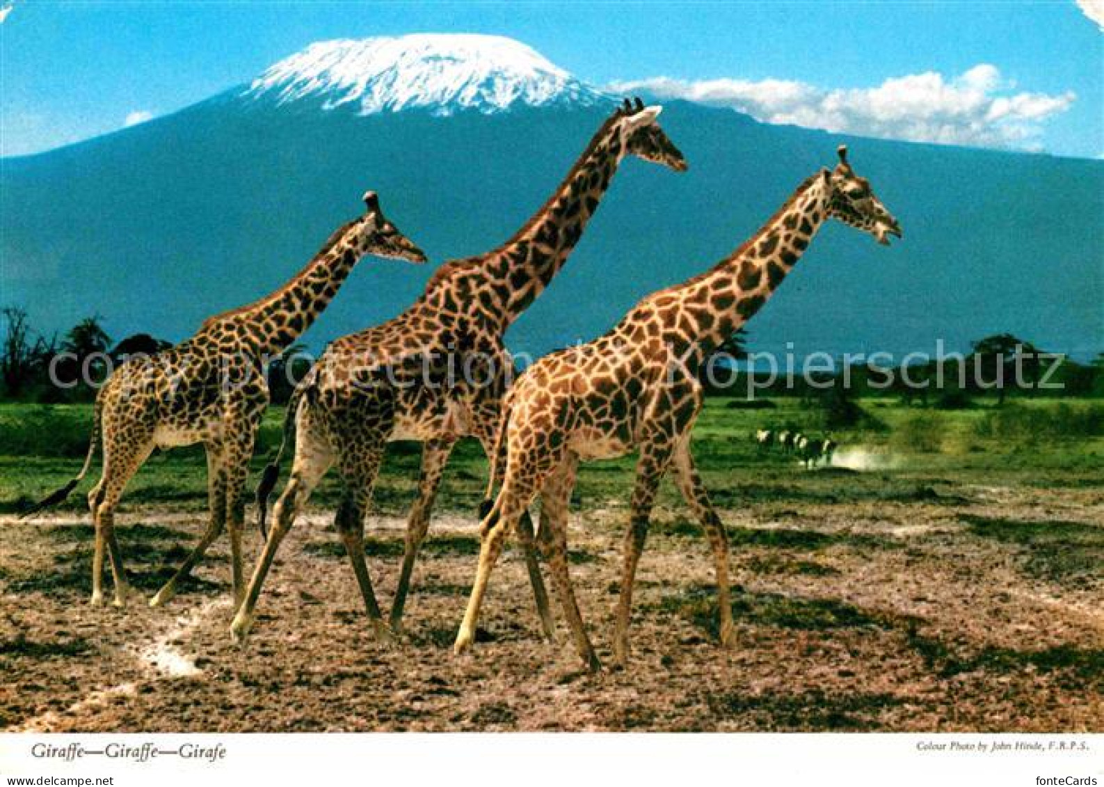 42635780 Giraffe Africa  Tiere - Singes