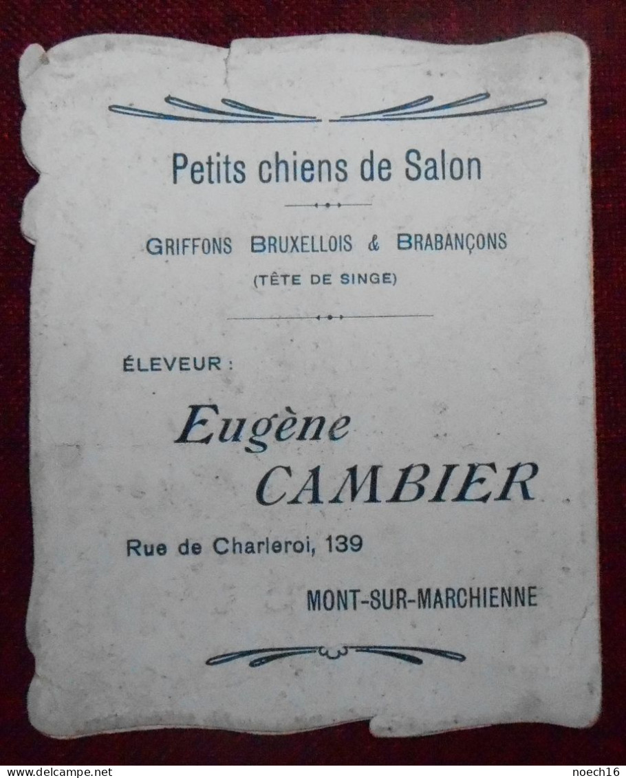 Chromo Publicité Eleveur Eugène Cambier, Rue De Charleroi, Mont-Sur-Marchienne / Petits Chiens De Salon - Autres & Non Classés