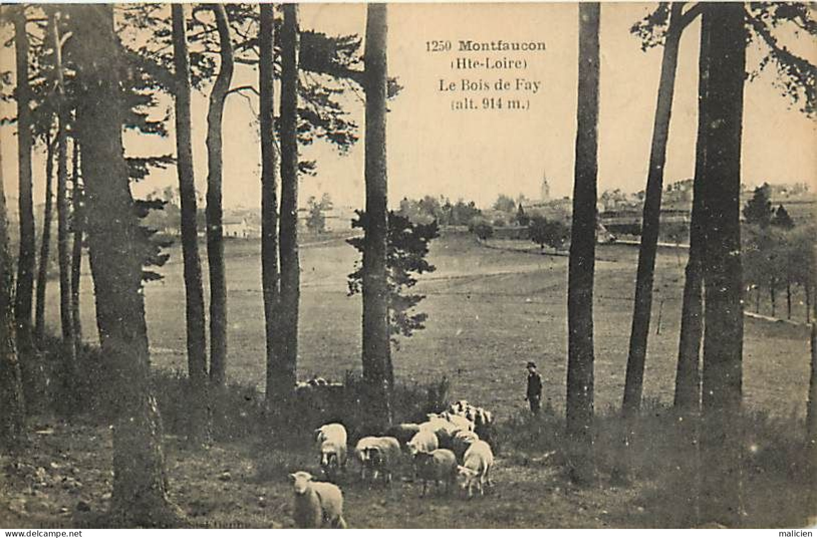 - Haute Loire -ref-A944- Montfaucon En Velay - Le Bois De Fay - Troupeau De Moutons En Pâture - - Montfaucon En Velay