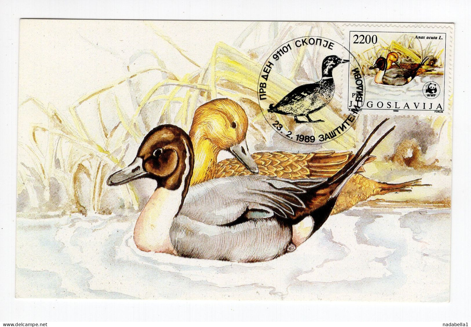 1989. YUGOSLAVIA,MACEDONIA,SKOPJE,FDC,MC,MAXIMUM CARD,PROTECTED SPECIES,DUCK,BIRDS - Maximumkarten