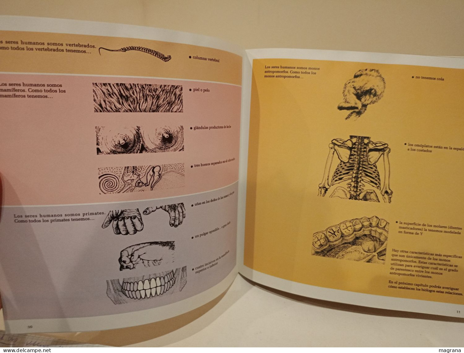 El Lugar Del Hombre En La Evolución. Akal. Natural History Museum. 1994. 102 Páginas. - Ciencias, Manuales, Oficios