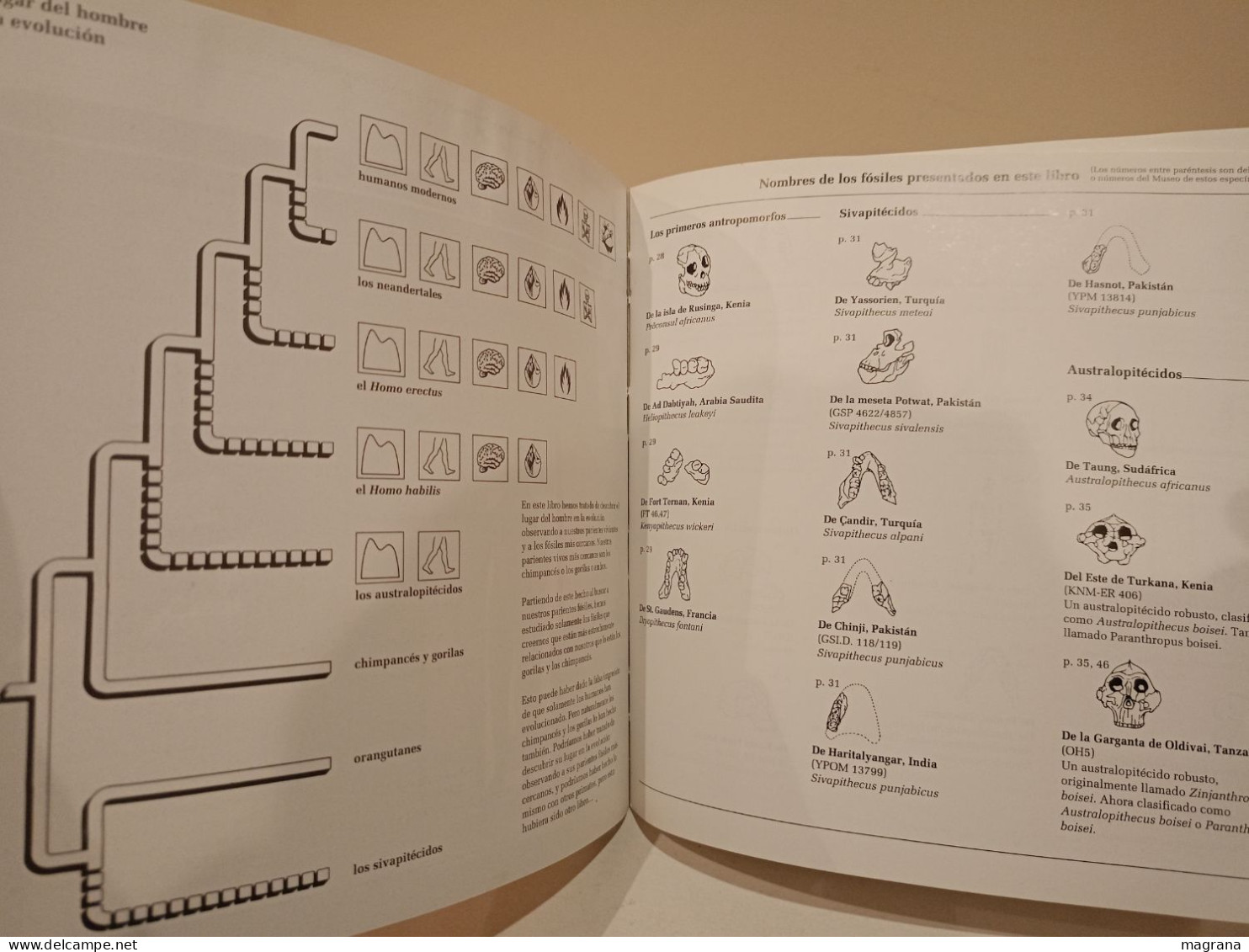 El lugar del hombre en la evolución. Akal. Natural History Museum. 1994. 102 páginas.