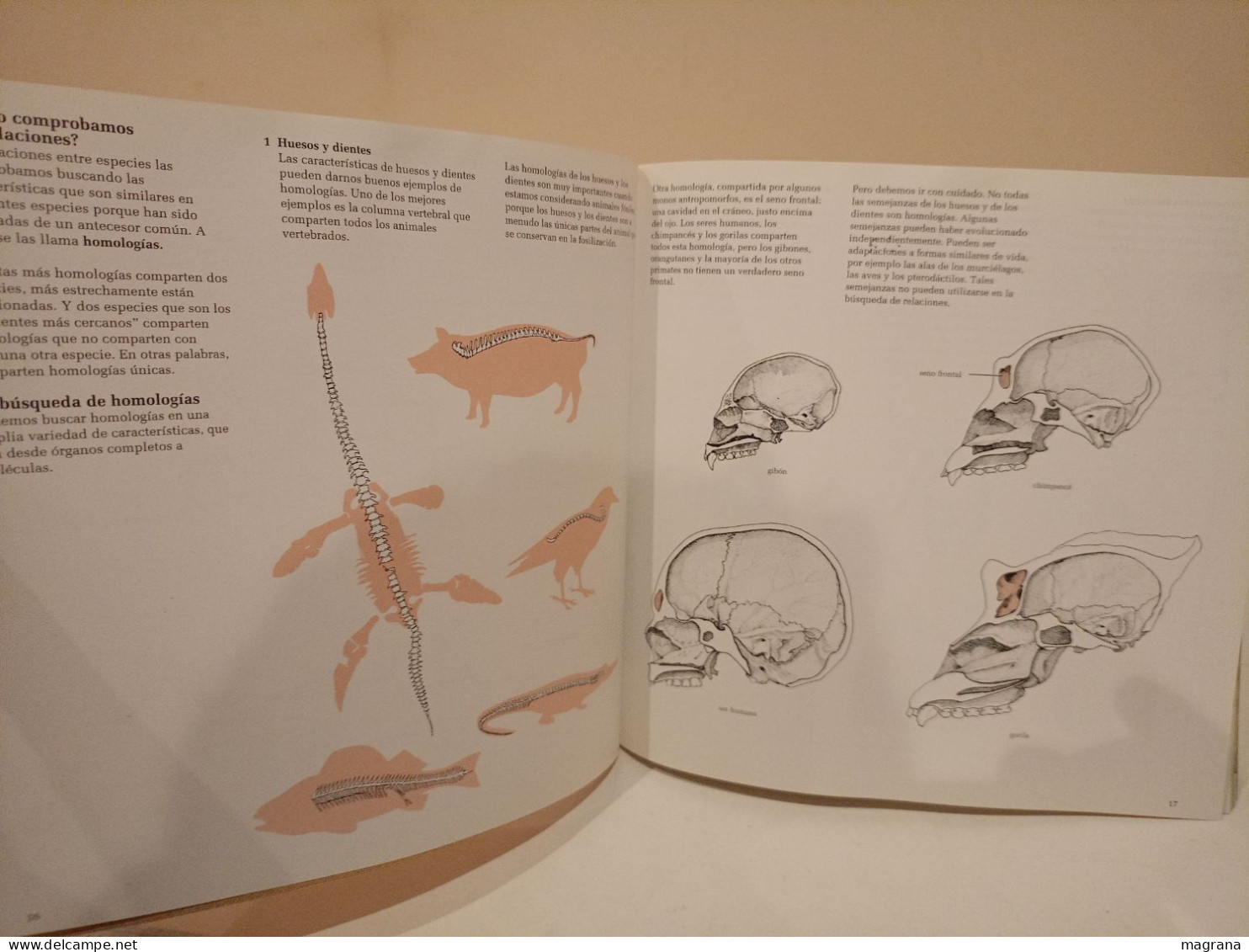 El lugar del hombre en la evolución. Akal. Natural History Museum. 1994. 102 páginas.