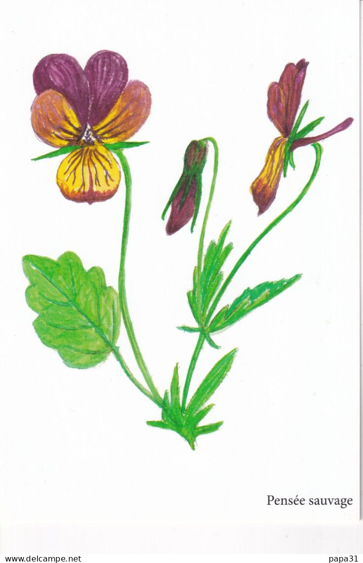 Pensée Sauvage     - Illustration Bernard Bertrand - Medicinal Plants
