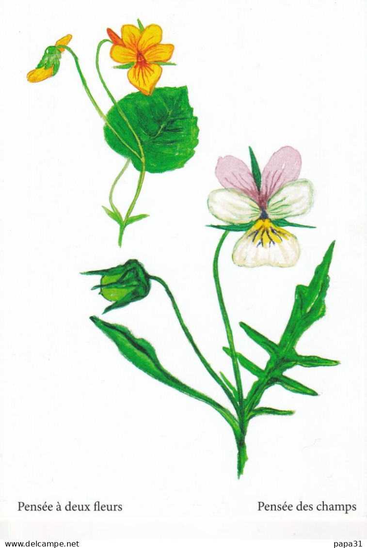 Pensée à Deux Fleurs  - Pensée  Des Champs    - Illustration Bernard Bertrand - Plantas Medicinales