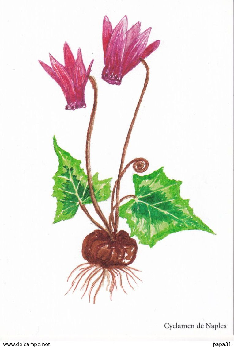 Cyclamen De Naples   - Illustration Bernard Bertrand - Piante Medicinali