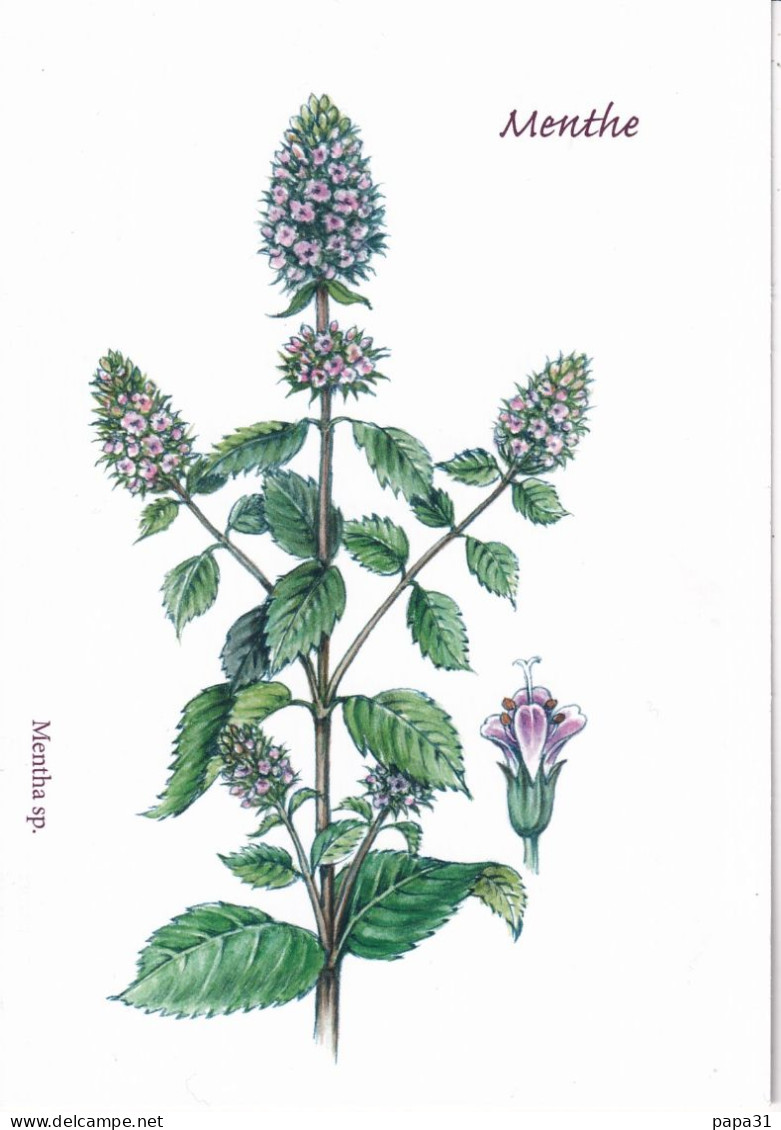 Menthe   - Illustration Eliane Haroux-Métayer - Plantes Médicinales