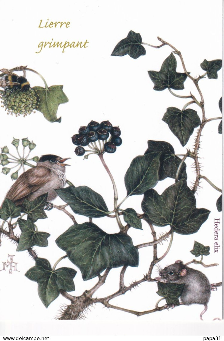 Lierre Grimpant  - Illustration Eliane Haroux-Métayer - Plantas Medicinales