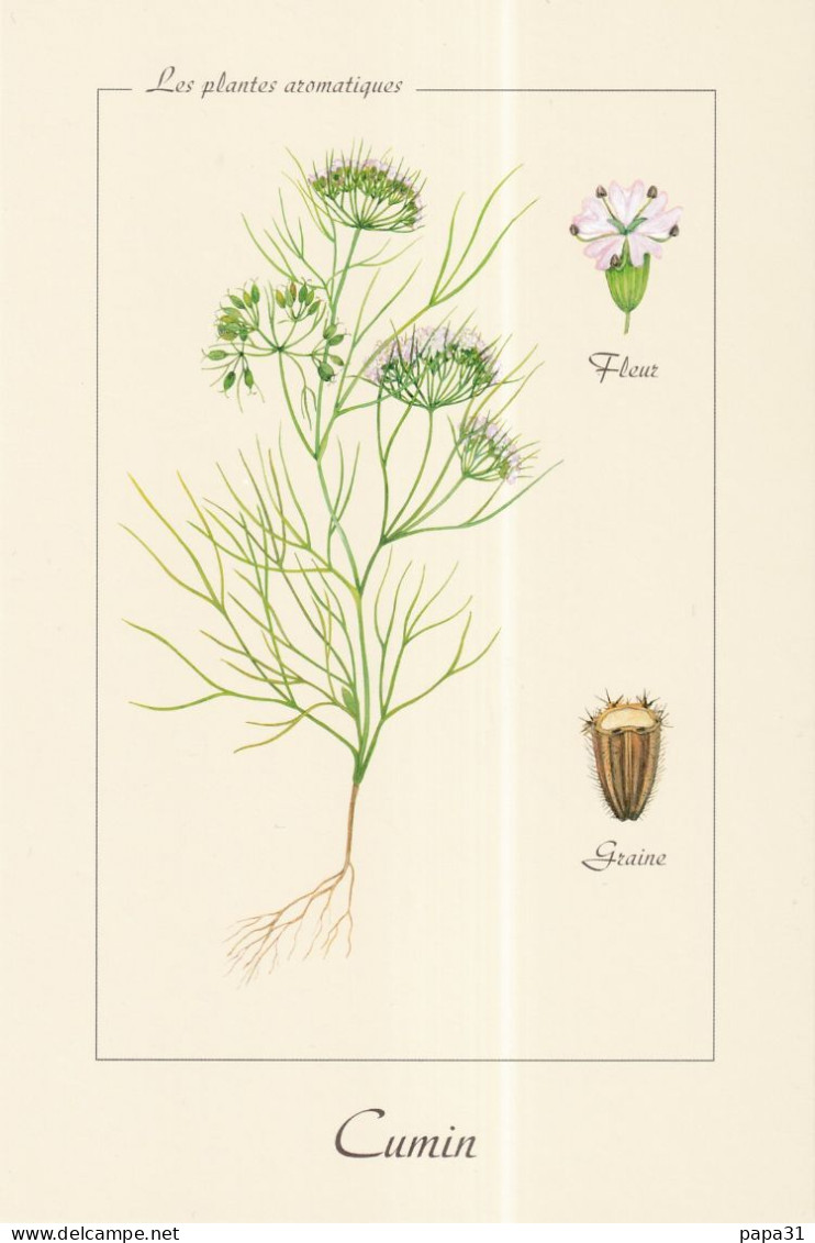 Les Plantes Médecinales -  Cumin - Heilpflanzen