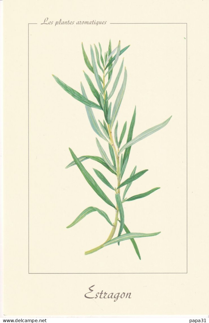Les Plantes Médecinales -  Estragon - Heilpflanzen
