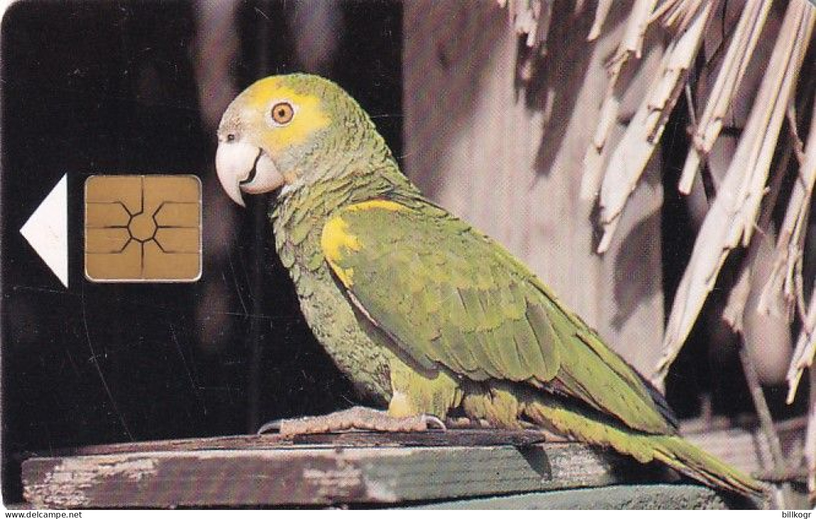 BONAIRE - Yellow-shouldered Parrot, Used - Autres - Amérique