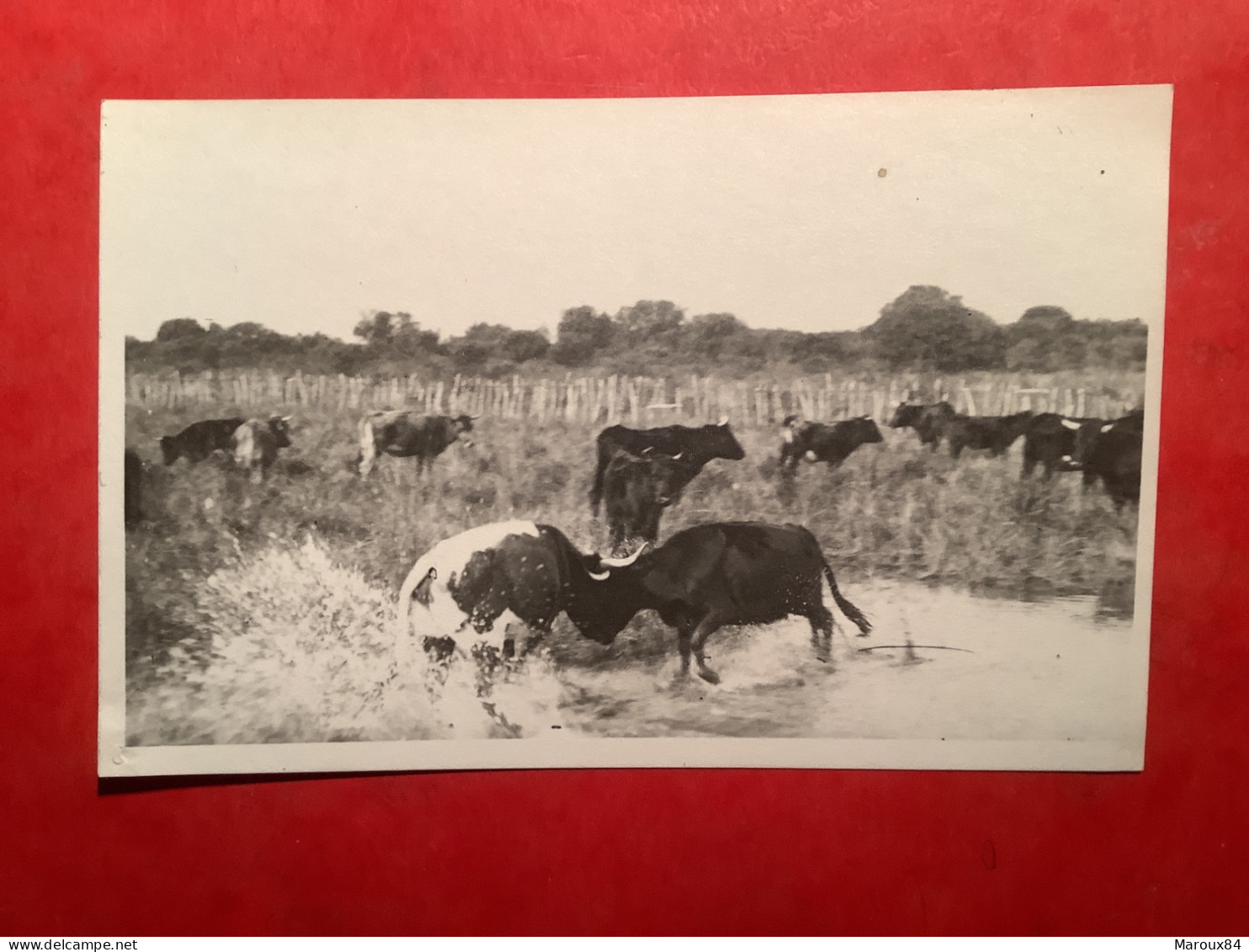 13/ Carte Photo Camargue Taureaux.  Photo George Arles - Taureaux