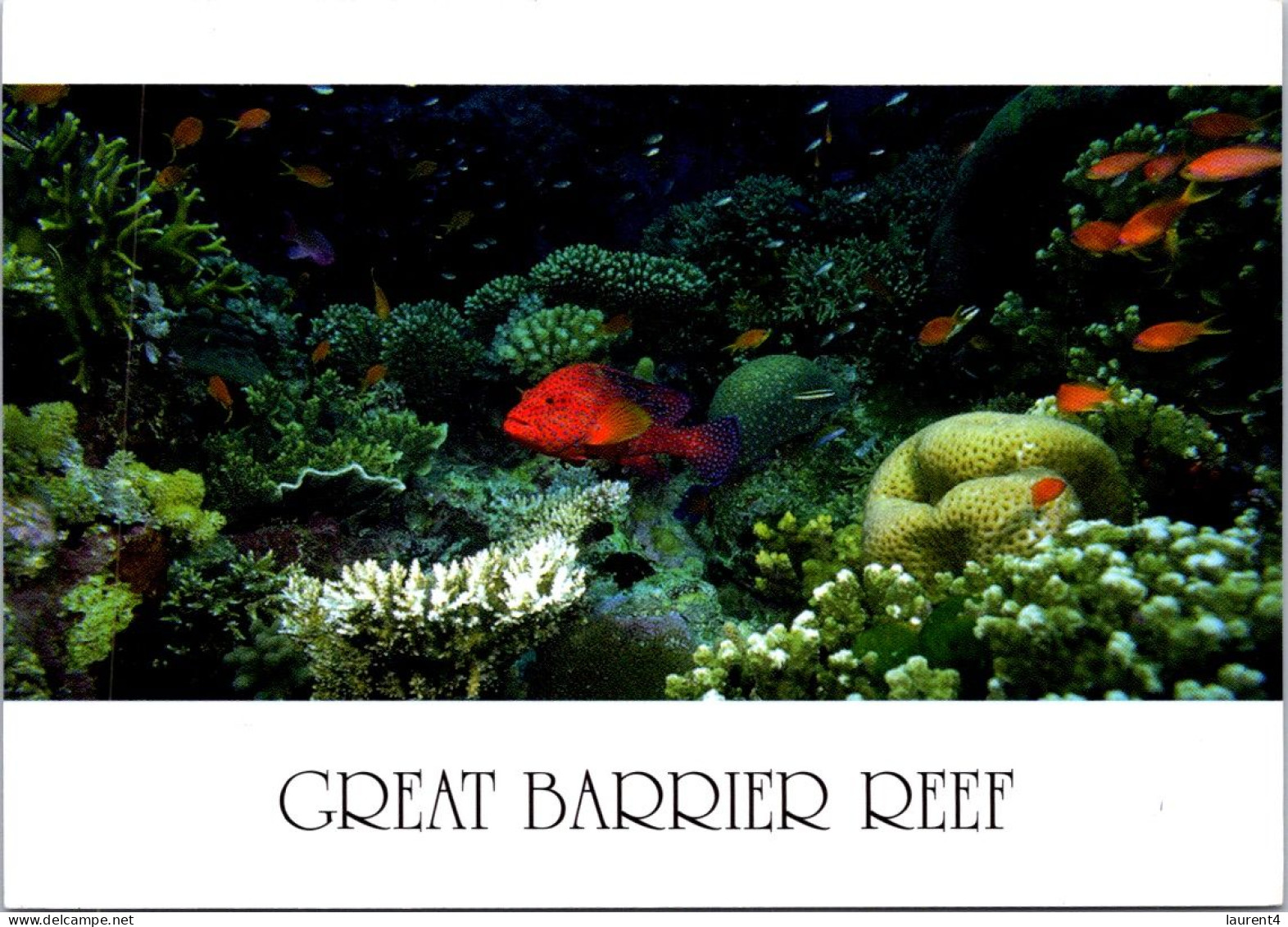 11-12-2023 (1 W 51) Australia - QLD - Great Barrier Reef Fish (posted With Parma Wallaby Stamp) - Great Barrier Reef