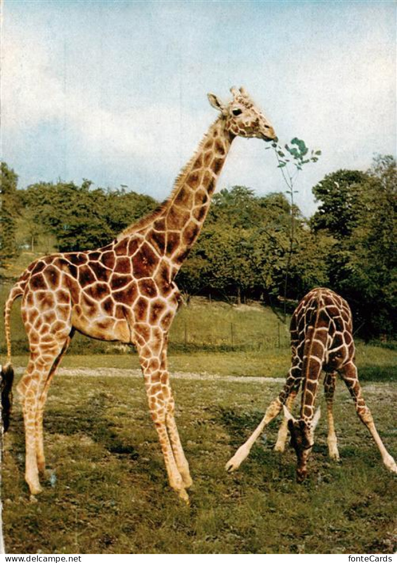 73942064 Giraffe Kronberg Taunus Georg Von Opel-Freigehege Tierforschung - Singes