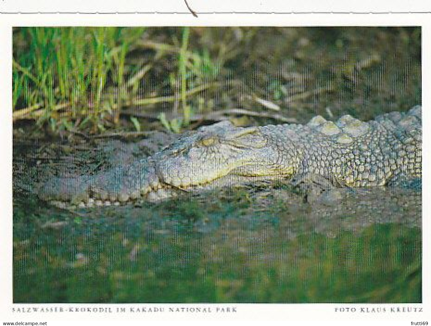 AK 185951 AUSTRALIA - Kakadu National Park - Salzwasser-Krokodil - Kakadu