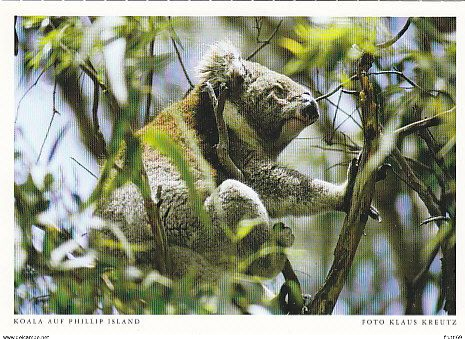 AK 185952 AUSTRALIA - Philipp Island - Koala - Sonstige & Ohne Zuordnung