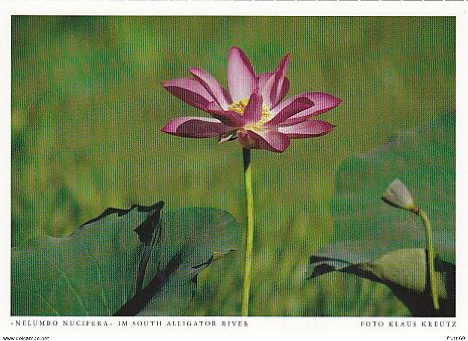 AK 185967 AUSTRALIA - Nelumbo Nucifera Im South Alligator River - Sin Clasificación