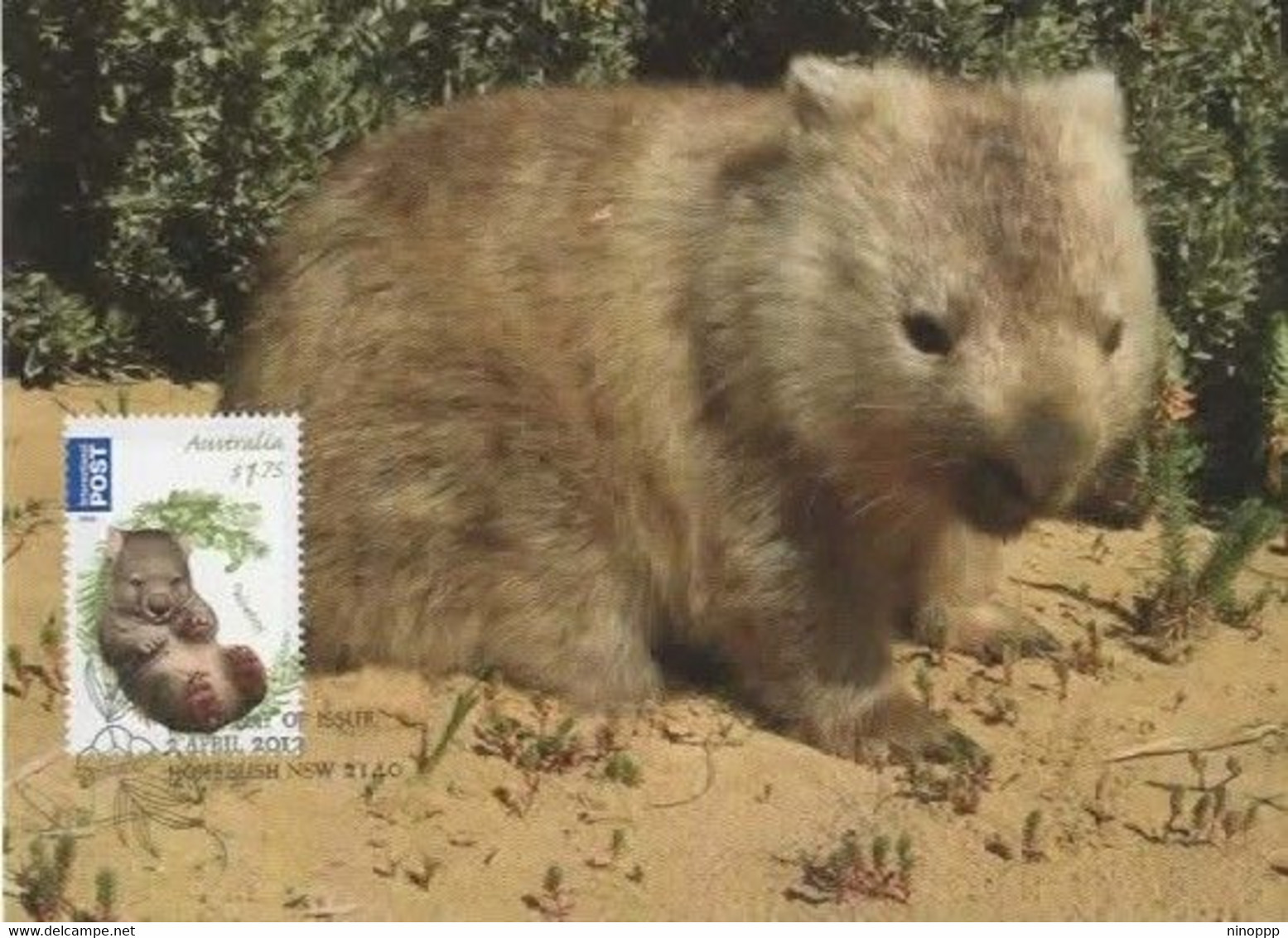 Australia 2013 Bush Babies,Wombat,maximum Card - Cartes-Maximum (CM)