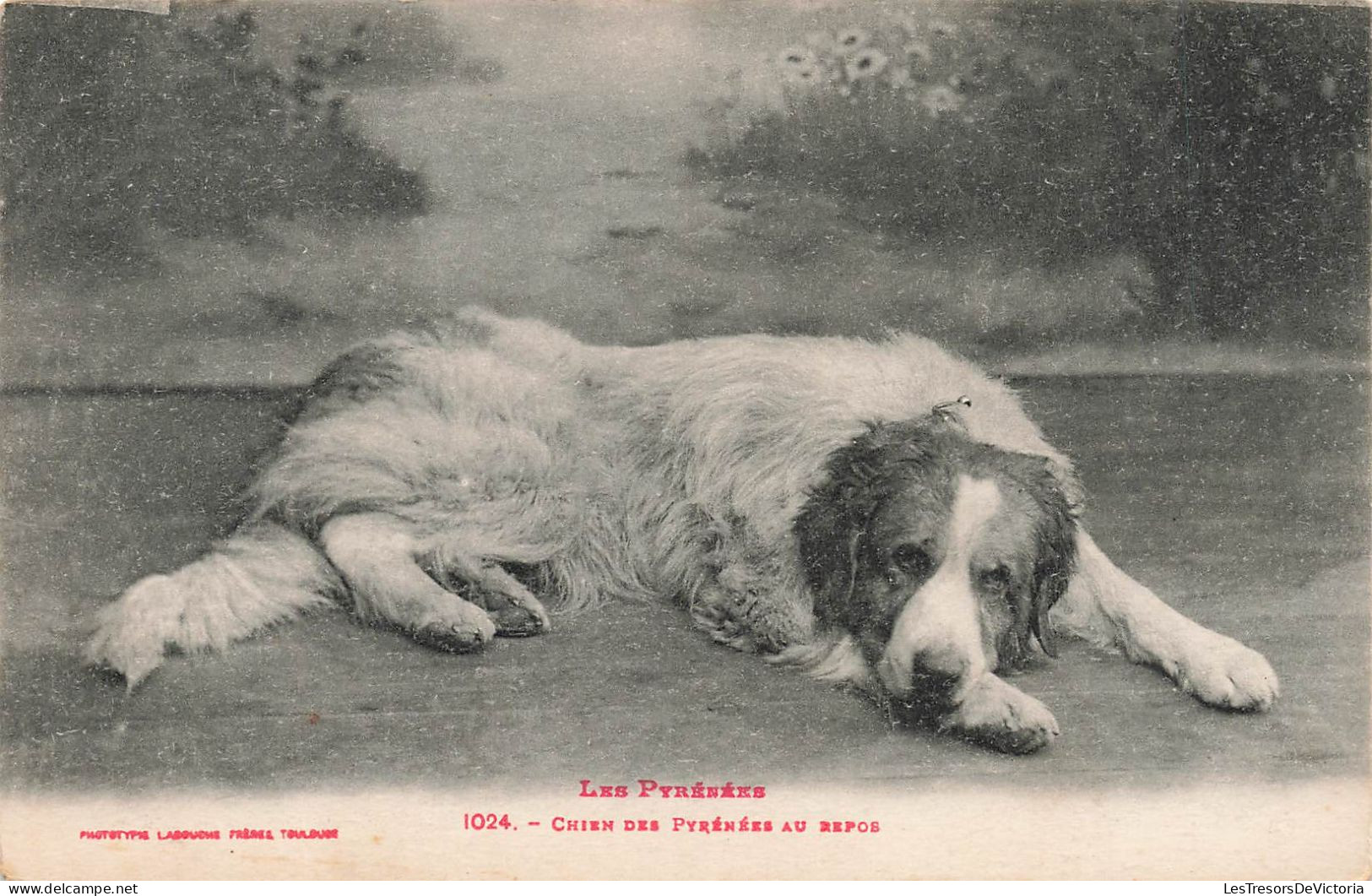 ANIMAUX  ET FAUNE - Chiens Des Pyrénées Au Repos - Carte Postale Ancienne - Dogs