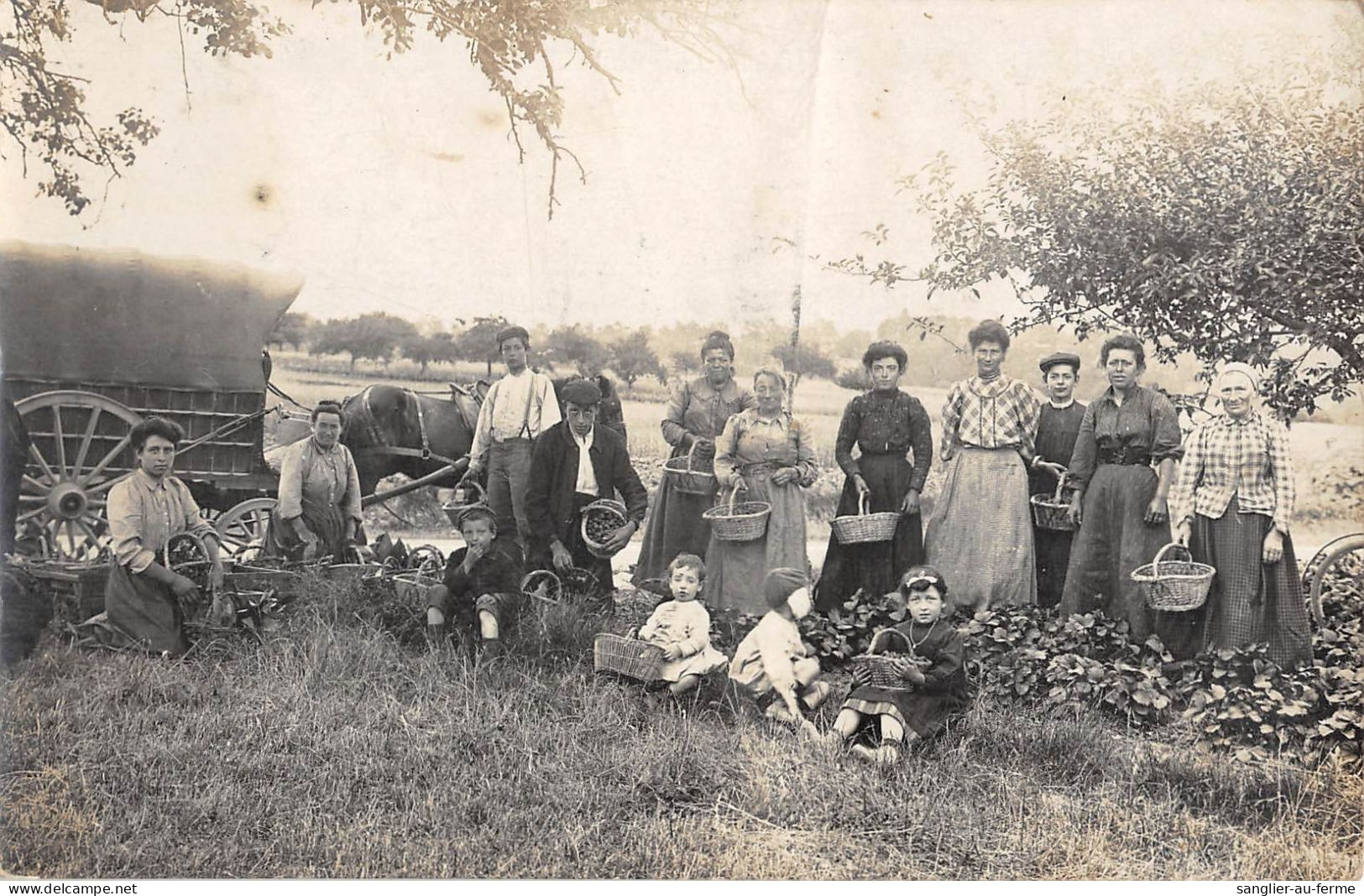 CPA 92 COLOMBES / CARTE PHOTO / REGION PARISIENNE / SCENE D'AGRICULTURE - Colombes