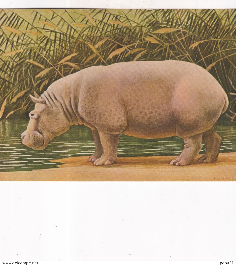 HIPPOPOTAME - Hippopotamuses