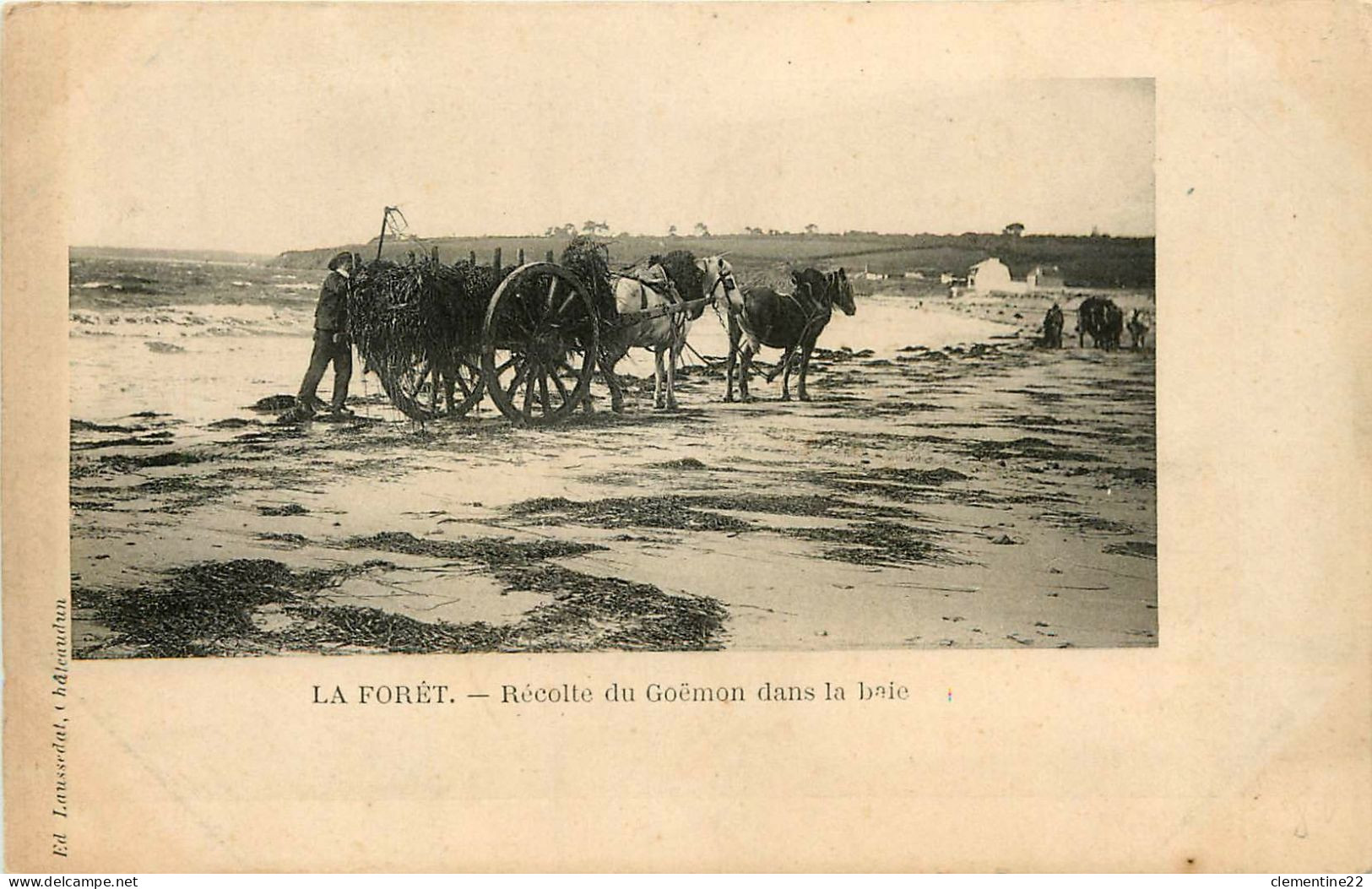 La Foret , Recolte Du Goemon Dans La Baie   ( Scan Recto Et Verso ) - La Forêt-Fouesnant