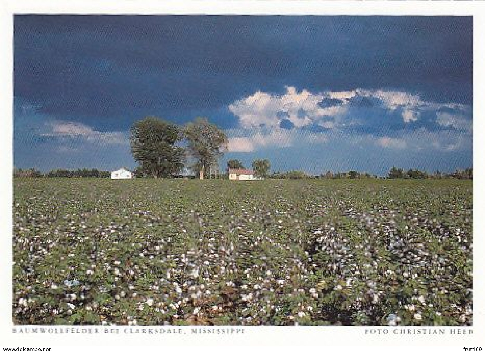 AK 186085 USA - Mississippi - Baumwollfelder Bei Clarksdale - Sonstige & Ohne Zuordnung