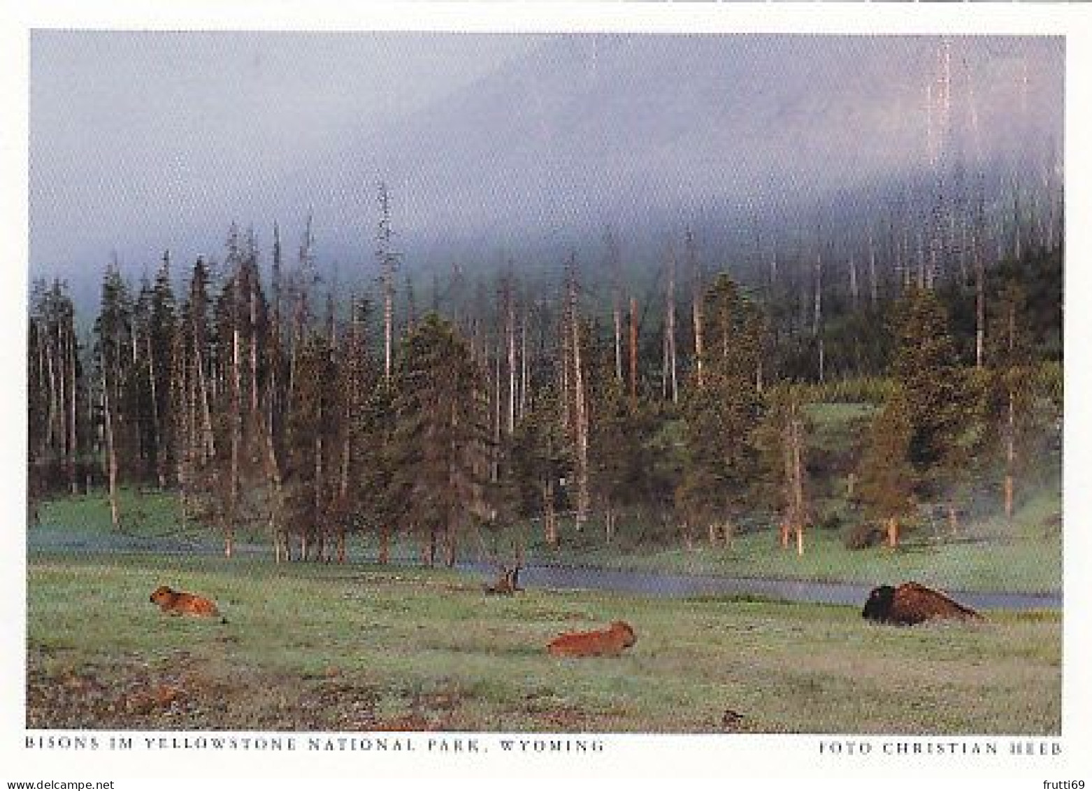 AK 186110 USA - Wyoming - Bisons Im Yellowstone National Park - Yellowstone